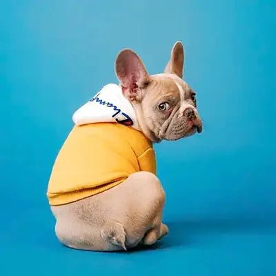 cadeau pour chien et chat (1)